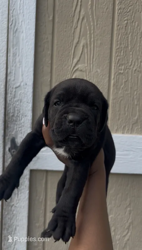 Belle  – Cane Corso puppy for sale in Lusby, MD