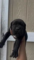 Belle , a female Cane Corso for sale in Great Mills, MD – 2 of 5