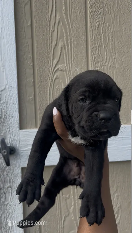 Belle  – Cane Corso puppy for sale in Great Mills, MD