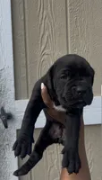 Belle , a female Cane Corso for sale in Great Mills, MD – 1 of 5
