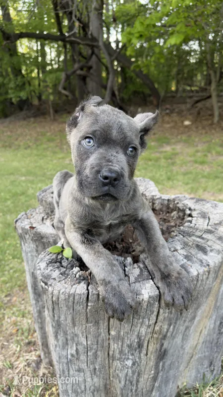 Cassius , a male Cane Corso for sale in Great Mills, MD – Photo 1 of 4