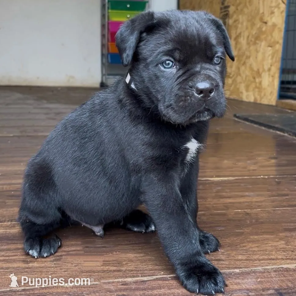 Cassius , a male Cane Corso for sale in Lusby, MD – Photo 6 of 8