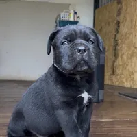 Cassius , a male Cane Corso for sale in Lusby, MD – Photo 4 of 8
