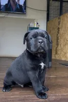 Cassius , a male Cane Corso for sale in Lusby, MD – Photo 4 of 8