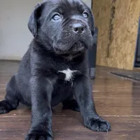 Cassius , a male Cane Corso for sale in Lusby, MD – Photo 5 of 8