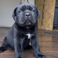 Cassius , a male Cane Corso for sale in Lusby, MD – Photo 1 of 8