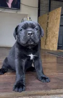 Cassius , a male Cane Corso for sale in Lusby, MD – Photo 1 of 8