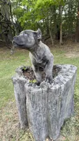 Cassius , a male Cane Corso for sale in Great Mills, MD – Photo 3 of 4