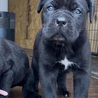 Cassius , a male Cane Corso for sale in Lusby, MD – Photo 8 of 8