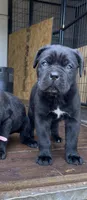 Cassius , a male Cane Corso for sale in Lusby, MD – Photo 8 of 8