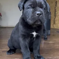 Cassius , a male Cane Corso for sale in Lusby, MD – Photo 2 of 8