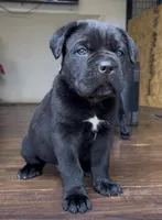 Cassius , a male Cane Corso for sale in Lusby, MD – Photo 2 of 8