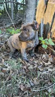 Cassius , a male Cane Corso for sale in Great Mills, MD – Photo 4 of 4