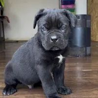 Cassius , a male Cane Corso for sale in Lusby, MD – Photo 3 of 8