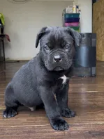 Cassius , a male Cane Corso for sale in Lusby, MD – Photo 3 of 8