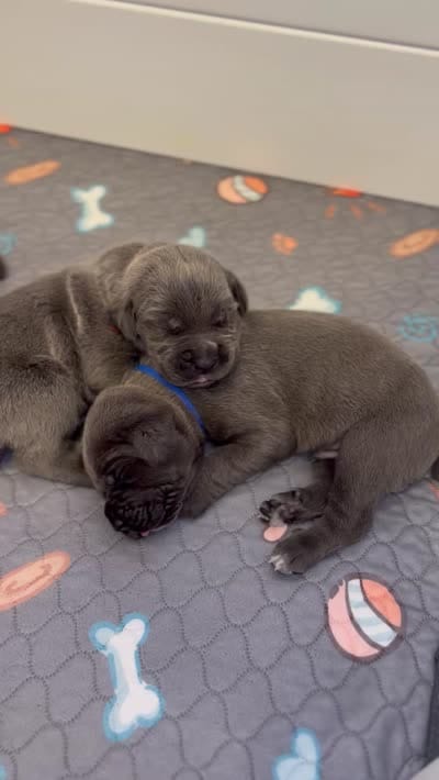 Hydra, a female Cane Corso for sale in Great Mills, MD – 8 of 10