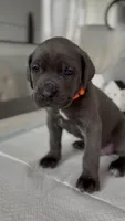 Valor, a male Cane Corso for sale in Great Mills, MD – 2 of 9