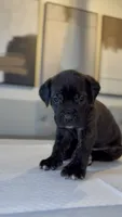 West , a male Cane Corso for sale in Great Mills, MD – 6 of 8