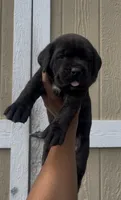 Scarlet , a female Cane Corso for sale in Great Mills, MD – 4 of 8