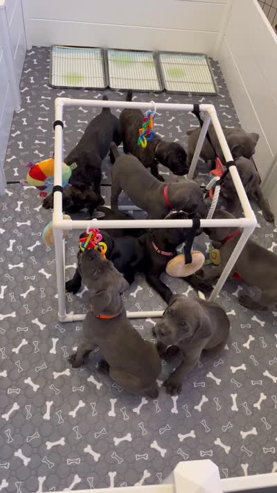 West , a male Cane Corso for sale in Great Mills, MD – 8 of 8