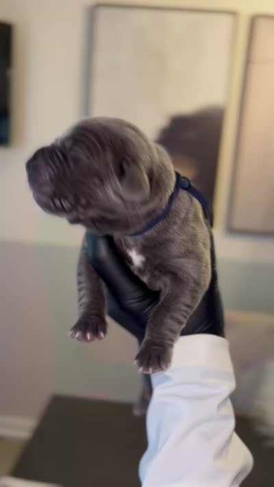 Rebel, a male Cane Corso for sale in Great Mills, MD – 4 of 6