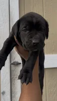 London , a female Cane Corso for sale in Great Mills, MD – 3 of 5