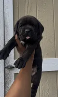 Scarlet , a female Cane Corso for sale in Great Mills, MD – 8 of 8