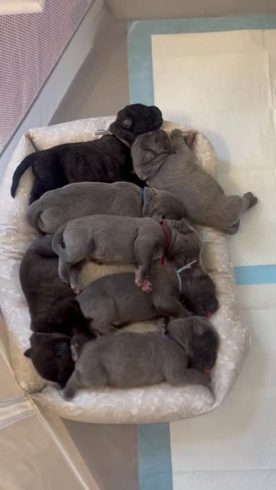 Valor, a male Cane Corso for sale in Great Mills, MD – 7 of 8