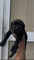 Belle , a female Cane Corso for sale in Great Mills, MD – 3 of 5