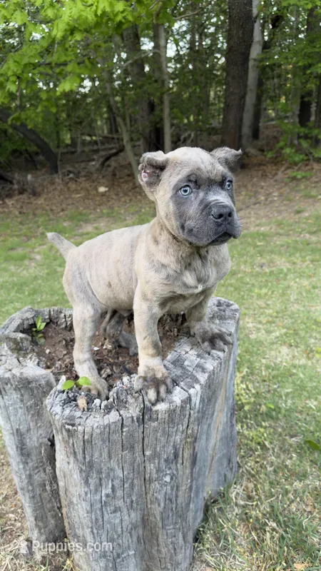 Ramsey – Cane Corso puppy for sale in Lusby, MD