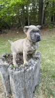 Ramsey, a male Cane Corso for sale in Great Mills, MD – Photo 1 of 4