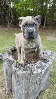 Ramsey, a male Cane Corso for sale in Great Mills, MD – Photo 4 of 4