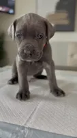 Valor, a male Cane Corso for sale in Great Mills, MD – 5 of 9