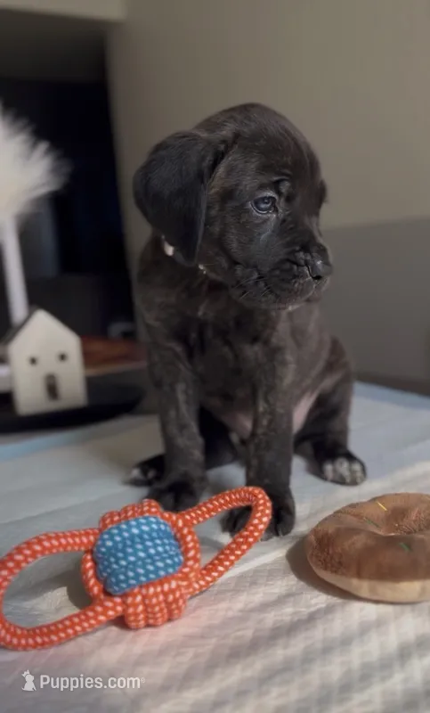 West  – Cane Corso puppy for sale in Great Mills, MD