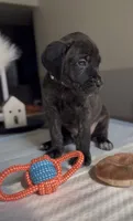 West , a male Cane Corso for sale in Great Mills, MD – 2 of 8
