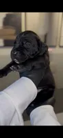Hydra, a female Cane Corso for sale in Great Mills, MD – 4 of 10
