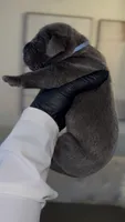 Valor, a male Cane Corso for sale in Great Mills, MD – 5 of 8