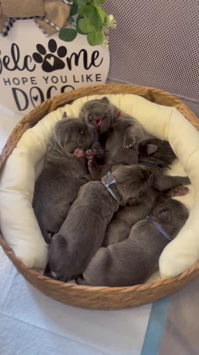 Rebel, a male Cane Corso for sale in Great Mills, MD – 6 of 6