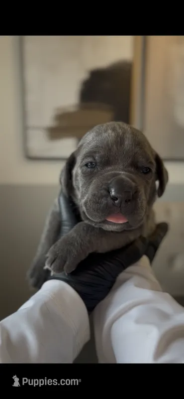Valor – Cane Corso puppy for sale in Great Mills, MD