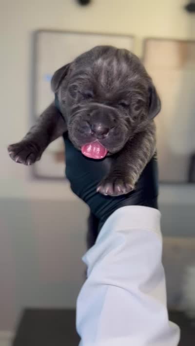 Valor, a male Cane Corso for sale in Great Mills, MD – 6 of 8