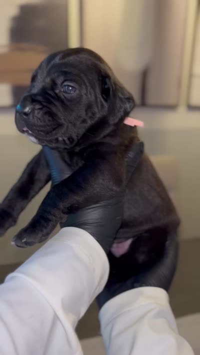 Hydra, a female Cane Corso for sale in Great Mills, MD – 5 of 10