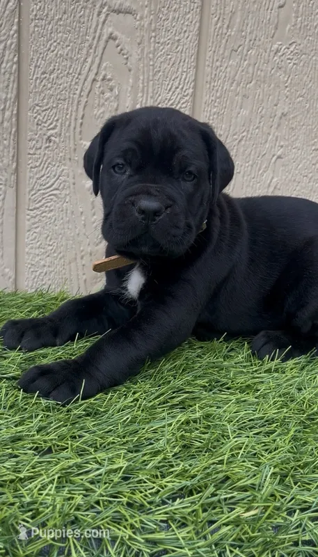 Belle  – Cane Corso puppy for sale in Lusby, MD