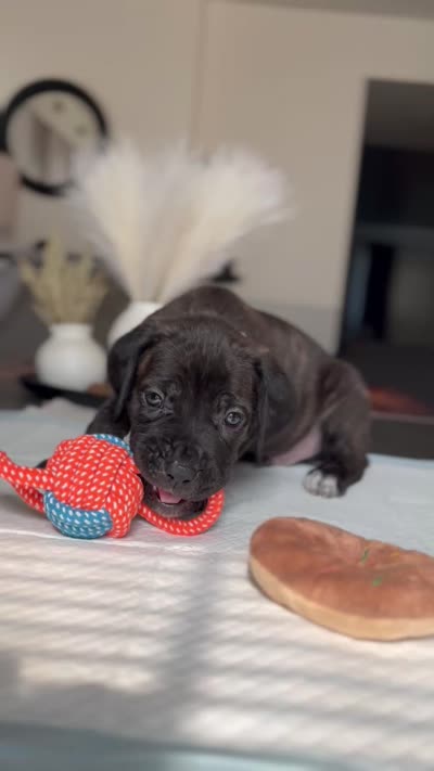 West , a male Cane Corso for sale in Great Mills, MD – 8 of 8