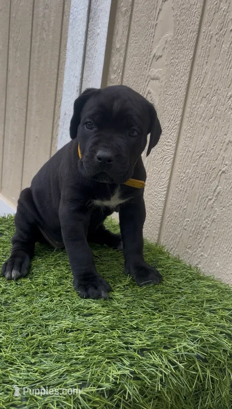 London  – Cane Corso puppy for sale in Lusby, MD