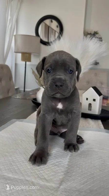 Luxe – Cane Corso puppy for sale in Great Mills, MD