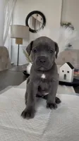 Luxe, a male Cane Corso for sale in Great Mills, MD – 1 of 7