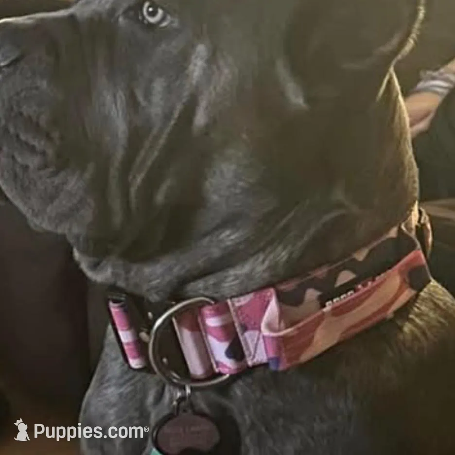 Kaos , a male Cane Corso for sale in Lusby, MD – Photo 8 of 9