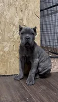 Kaos , a male Cane Corso for sale in Lusby, MD – Photo 1 of 9