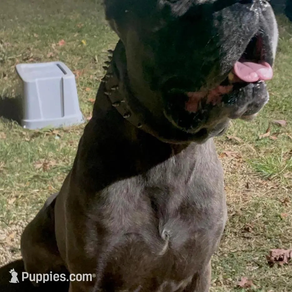 Kaos , a male Cane Corso for sale in Lusby, MD – Photo 9 of 9