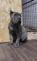 Kaos , a male Cane Corso for sale in Lusby, MD – Photo 6 of 9
